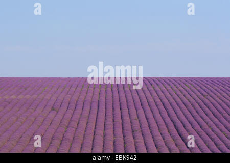 Lavendel (Lavandula Angustifolia), Lavendelfeld, Frankreich, Provence, Vaucluse, Frankreich Stockfoto