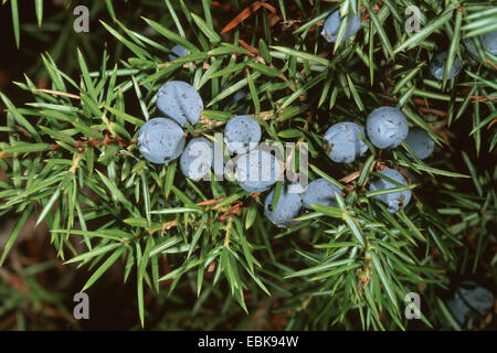 Gemeine Wacholder, Boden Wacholder (Juniperus Communis), Zweig mit Wacholderbeeren, Deutschland Stockfoto