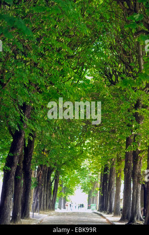 Roßkastanie, Rosskastanie (Aesculus spec.), buckeye Gasse am CimetiÞre du PÞre-Lachaise, Frankreich, Paris Stockfoto