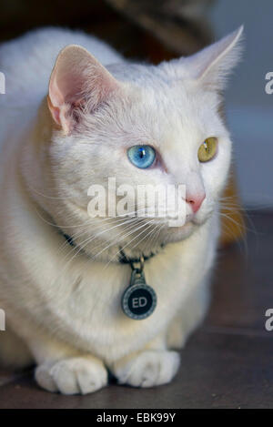 Hauskatze, Hauskatze Türkisch Van (Felis Silvestris F. Catus), Odd-eyed weiße männliche Stockfoto