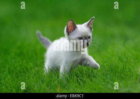 Siam Seal Point Katze (Felis Silvestris F. Catus), Kitty auf einer Wiese Stockfoto