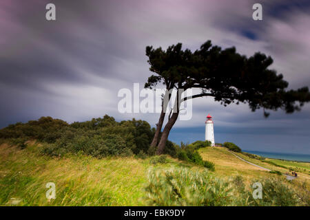 Leuchtturm von Hiddensee mit windigen Kiefer, Langzeitbelichtung, Dornbusch, Hiddensee, Mecklenburg-Vorpommern, Deutschland Stockfoto