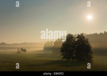 Morgennebel über eine Wiese, Deutschland, Sachsen, Vogtlaendische Schweiz Stockfoto