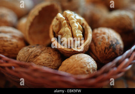 Walnuss (Juglans Regia), Walnüsse in einem Korb Stockfoto