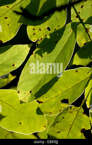 Walnuss (Juglans Regia), verlässt bei Gegenlicht, Deutschland, Rheinland-Pfalz Stockfoto