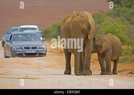 Afrikanischer Elefant (Loxodonta Africana), Kalb, Spanferkel auf Gravel Road, Südafrika, Eastern Cape, Addo Elephant National Park Stockfoto