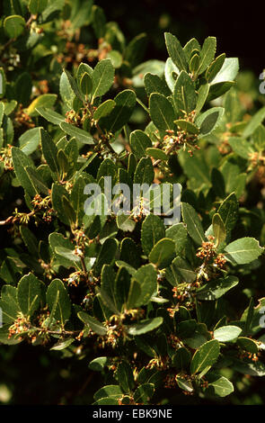 Falsche Oliven, Broad-Leaved Lindenbaum (Lindenbaum Latifolia), blühen Stockfoto