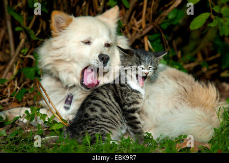 Haushund (Canis Lupus F. Familiaris), Hund und Katze liegend klafft in den Sträuchern, Deutschland, Nordrhein-Westfalen Stockfoto