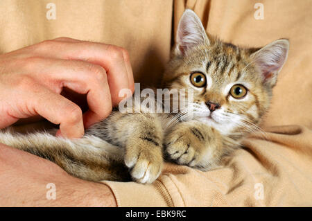 Hauskatze, Hauskatze (Felis Silvestris F. Catus) Mann kuscheln mit einem Kätzchen Stockfoto