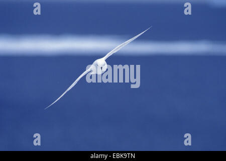 Schnee-Sturmvogel (Pagodroma Nivea), fliegen, Antarktis Stockfoto