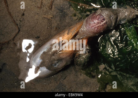 gemeinsamen Otter Muschel (Lutraria Lutraria), mit der Siphon erweitert eine Alge im Sand und die Meeresschnecke Nassa Reticulata in der shell Stockfoto