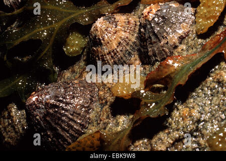 gemeinsame Limpet gemeinsamen europäischen Limpet (Patella Vulgata), auf Küstenfelsen bei Ebbe, Deutschland Stockfoto