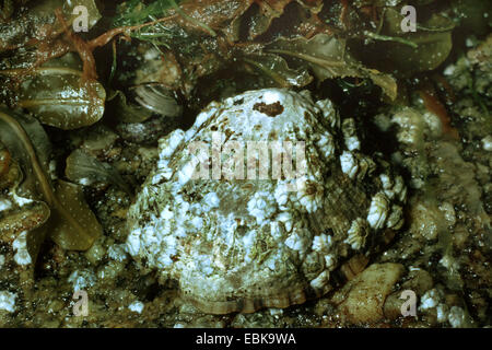 gemeinsame Limpet gemeinsamen europäischen Limpet (Patella Vulgata), auf Küstenfelsen bei Ebbe, Deutschland Stockfoto