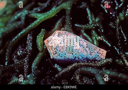 Schildkröte-Kegel (Conus Achatinus, Conus Monachus), unter den Algen Stockfoto