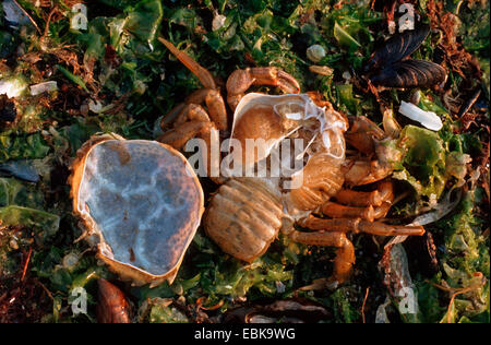 Grüne Ufer Krabbe, grüne Krabbe, North Atlantic Shore Crab (Carcinus Maenas), bleibt ein Vorbild pickte offen und gegessen Stockfoto