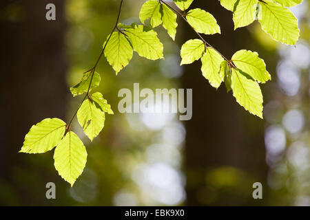 Rotbuche (Fagus Sylvatica), lässt einzelne sonnenbeschienenen Zweig mit grünen in einen Wald, Deutschland, Bayern, Nationalpark Bayerischer Wald Stockfoto