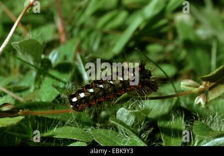 Knot Grass (Acronicta Rumicis, Apatele Rumicis), am Stiel, Deutschland Stockfoto