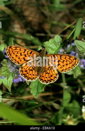 Pearl-umrandeten Fritillary (Clossiana Euphrosyne, Boloria Euphrosyne), Imago an Blumen, Deutschland Stockfoto