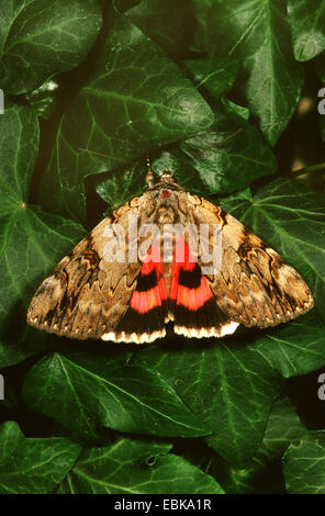 Rot Underwing (Catocala Nupta), Imago auf Blatt, Deutschland Stockfoto