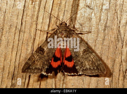 Rot Underwing (Catocala Nupta), Imago auf Totholz, Deutschland Stockfoto