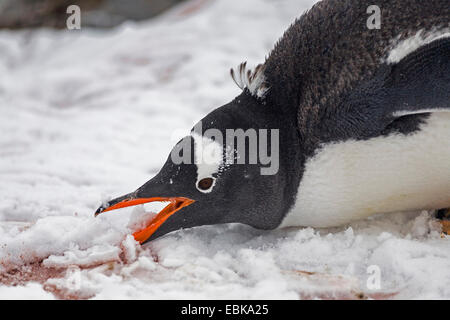 Gentoo Penguin (Pygoscelis Papua), Essen Schnee, Antarktis Stockfoto