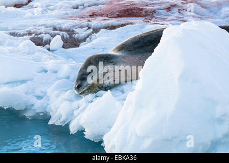 Seeleopard (Hydrurga Leptonyx), gelegen auf Eisscholle, Antarktis Stockfoto