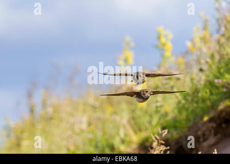 Uferschwalbe (Riparia Riparia), mit Insekten im Schnabel, Russland, Varzuga Stockfoto