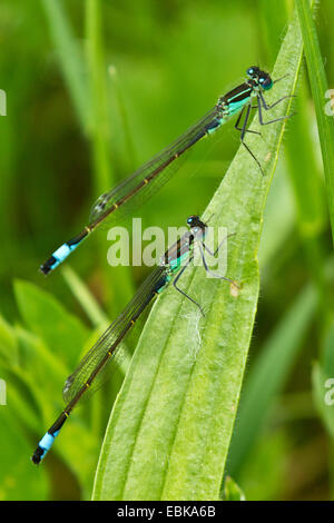 gemeinsamen Ischnura, blau-tailed Damselfly (Ischnura Elegans), nach Male auf einem Blatt, Deutschland, Bayern Stockfoto