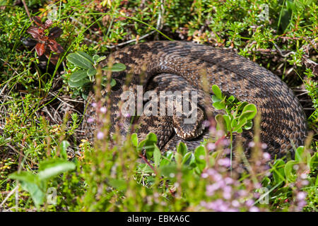 Addierer, gemeinsame Viper, gemeinsame europäische Viper, gemeinsame Viper (Vipera Berus), Sonnenbaden, Russland, Kola, Varzuga Stockfoto