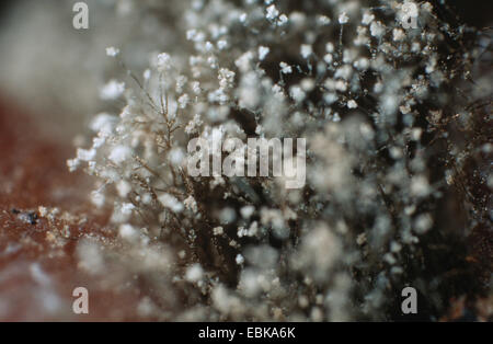 Botrytis Cinerea (Botrytis Cinerea, Botryotinia Fuckeliana), auf roten Trauben Stockfoto