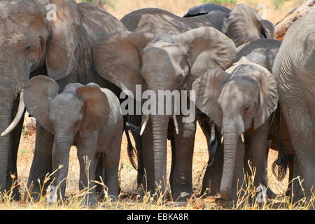 Afrikanischer Elefant (Loxodonta Africana), Gruppe mit jungen Elefanten zusammenstehen überfüllt als Schutz gegen Hitze, Tansania Stockfoto