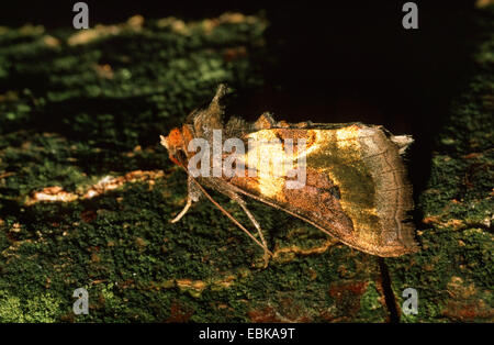 poliertem Messing (Diachrysia Chrysitis), Imago auf Rinde, Deutschland Stockfoto