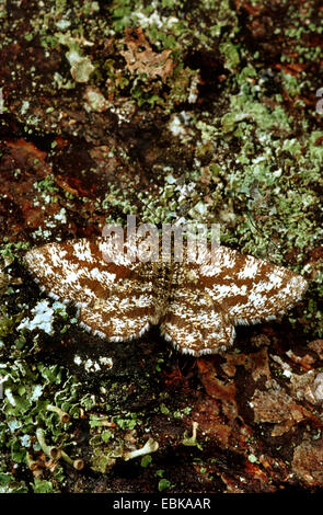 gemeinsamen Heide (Ematurga Atomaria), auf Rinde mit Flechten, Deutschland Stockfoto