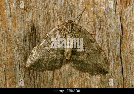 November Motte, Geometer Moth (Epirrita Dilutata), auf Totholz, Deutschland Stockfoto