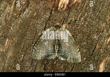 November Motte, Geometer Moth (Epirrita Dilutata), auf Totholz, Deutschland Stockfoto