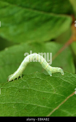 November Motte, Geometer Moth (Epirrita Dilutata), Raupe auf Blatt, Deutschland Stockfoto