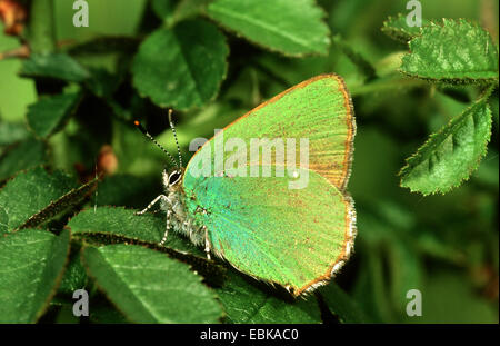 Grüner Zipfelfalter (Callophrys Rubi), Imago auf Blatt, Deutschland Stockfoto