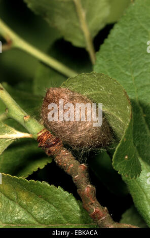 Gelb-Leitwerk, Gold-Tail (Euproctis Similis, Porthesia Similis, Sphrageidus Similis), butterfly Cocoon, Deutschland Stockfoto