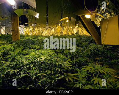 Indischer Hanf, Marihuana, Mary Jane (Cannabis Sativa), illegale Cannabis-Plantage, Deutschland Stockfoto