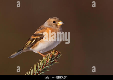 Bergfink (Fringilla Montifringilla), weibliche sitzt auf einem Zweig, Deutschland Stockfoto