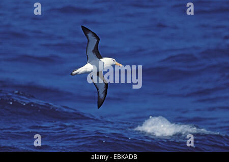 Black-browed Albatross (Thalassarche Melanophrys, Diomedea Melanophris), fliegen über das Meer, Antarktis Stockfoto