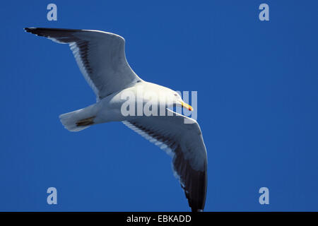 südlichen Black-backed Gull (Larus Dominicanus), fliegen, Antarktis Stockfoto