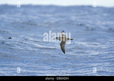 Sooty Shearwater (Puffinus früh), fliegen über das Meer, Neuseeland Stockfoto