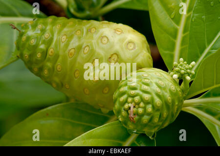 Indian Mulberry, Schmerzmittel (Morinda Citrifolia, Morinda Bracteata), Close Up Bild der Noni-Frucht in Französisch-Polynesien Stockfoto