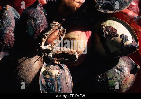 Indische Mandel (Terminalia Catappa), Früchte Stockfoto