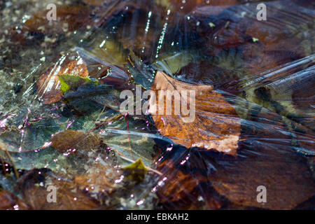 Rotbuche (Fagus Sylvatica), gefrorene Buche Blatt, Deutschland, Sachsen Stockfoto