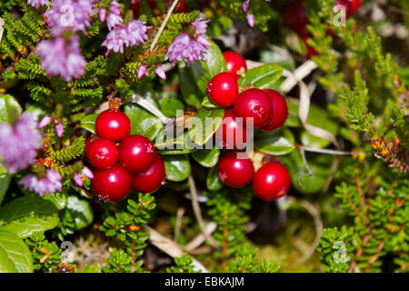 Preiselbeere, Foxberry, Preiselbeeren, Mountain Cranberry (Vaccinium Vitis-Idaea), mit Früchten, Norwegen Stockfoto