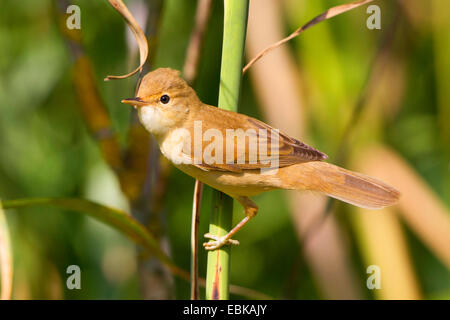 Marsh Warbler (Acrocephalus Palustris), männliche ein Reed sprießen, Deutschland, Bayern Stockfoto