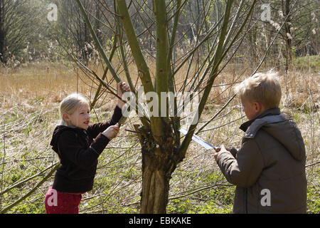 Kinder Absägen von Ästen die Sorge um eine gekappte Weide auf einer Wiese, Deutschland Stockfoto