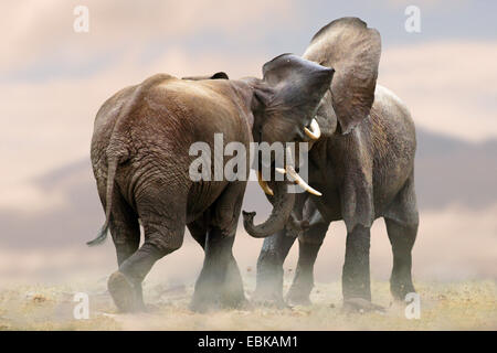 Afrikanischer Elefant (Loxodonta Africana), zwei Elefanten, die raufenden zusammen, Kenia, Amboseli-Nationalpark Stockfoto